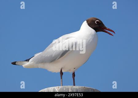 Schwarzkopfmöwe (Larus ridibundus) im Zuchtgefieder, Nordseeküste, Schleswig-Holstein, Deutschland Stockfoto