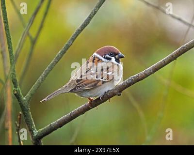 Junger eurasischer Spatzen (Passer montanus) mit Kastanienmütze auf einem gut gebrauchten Zweig im RSPB-Reservat Caerlaverock, Schottland, Großbritannien Stockfoto