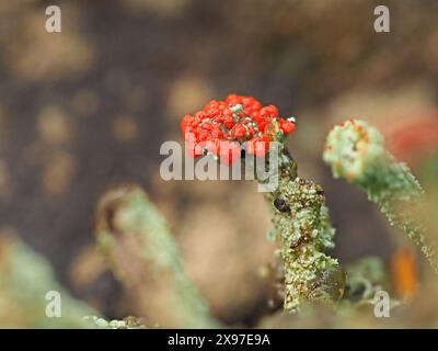 Makrobild der fantastischen roten Fruchtkörper von Cladonia cristatella – britische Soldaten Flechten auf grauen Rüschenstielen Cumbria, England, Großbritannien Stockfoto