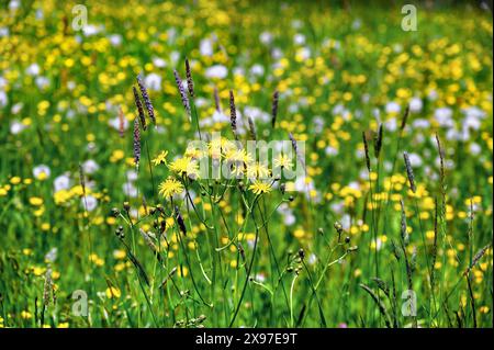 Hawksbart (Crepis biennis) und Ranunkulus auricomus (Ranunkulus auricomus agg.), Allgaeu, Bayern, Deutschland Stockfoto