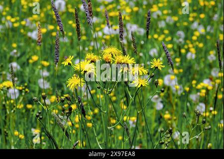 Hawksbart (Crepis biennis) und Ranunkulus auricomus (Ranunkulus auricomus agg.), Allgaeu, Bayern, Deutschland Stockfoto