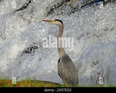 Graureiher (Ardea cinerea) mit rauschendem Wassergrund unter dem Wehr am Lyvennet River in Cumbria, England, Großbritannien Stockfoto