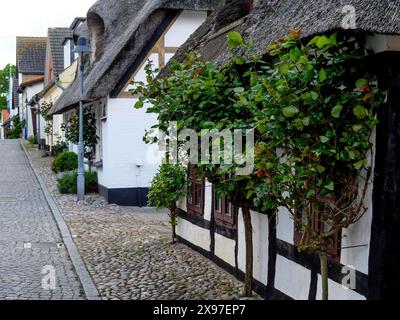 Historische Dorfstraße mit Strohdach- und Fachwerkhäusern, gesäumt von Bäumen und einer Kopfsteinpflasterstraße, Straße mit historischen Strohhäusern Stockfoto