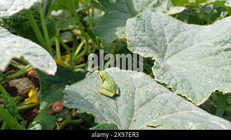 Europäischer Baumfrosch, Hyla arborea, sitzt auf grünem Blatt mit klarem grünem Hintergrund. Schöne grüne Amphibie in der Natur. Stockfoto