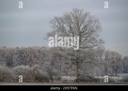 Einzelner großer Baum und Bäume im Hintergrund bedeckt mit Frost vor grauem Himmel, Raureif auf Wiesen und Bäume vor blauem Himmel Stockfoto