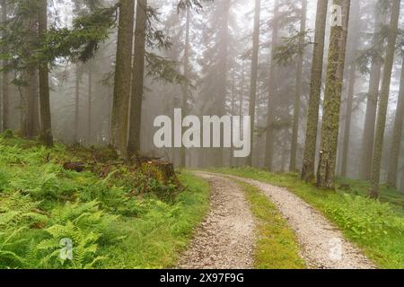 Ein nebeliger Kiesweg schlängelt sich durch einen dichten Wald mit grüner Vegetation, Wanderweg in den Bergen zwischen grünen Bäumen, Gosau, Österreich Stockfoto