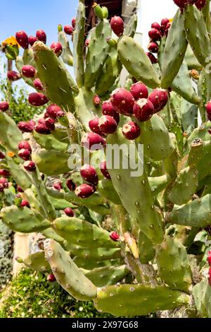 Nahaufnahme von Kaktusbirne (Opuntia Ficus-indica) Opuntia trägt viele Triebe roter Früchte, Kreta, Griechenland Stockfoto