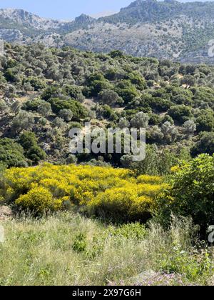 Landschaft mit Hügeln Bergen nahe dem Süden des Dorfes Fourfouras mit typischer Vegetation im Vordergrund gelb blühende Besenbüsche (Genista Stockfoto