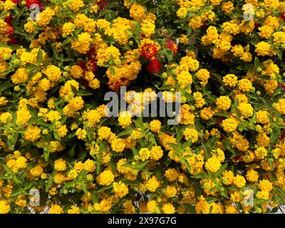 Dichter Sträucher mit gelben Blüten der spanischen Flagge (Lantana camara) aus der Familie der Eisenkraut, Kreta, Griechenland Stockfoto