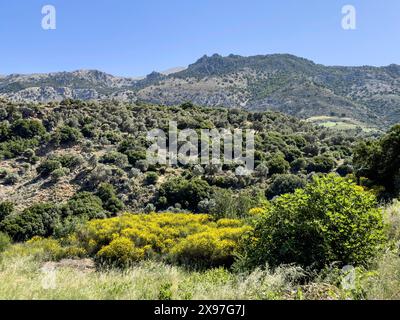 Landschaft in den Bergen im Zentrum der Insel Kreta mit typischer Vegetation im Vordergrund gelb blühende Besenbüsche (Genista fasselata) Stockfoto