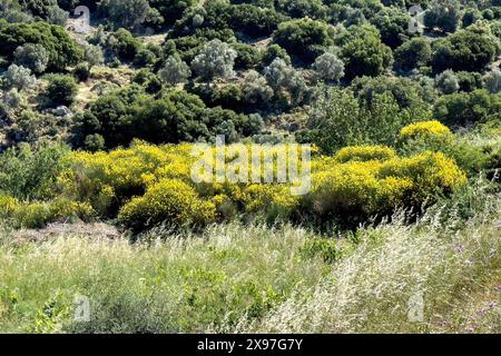 Landschaft in den Bergen nahe dem Süden des Dorfes Fourfouras mit typischer Vegetation im Vordergrund gelb blühende Besenbüsche (Genista Stockfoto