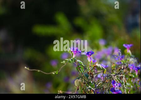 Morgenblume in Hecke im Garten. Schwarzer Hintergrund. Violette Blüte. Stockfoto