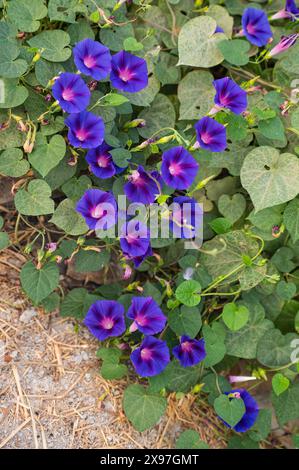 Morgenblume in Hecke im Garten. Schwarzer Hintergrund. Violette Blüte. Stockfoto