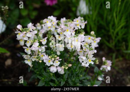 Nemesia - Wisley Vanilla Stockfoto