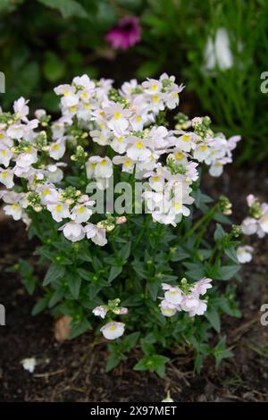Nemesia - Wisley Vanilla Stockfoto