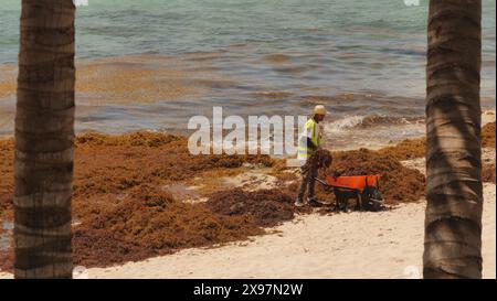 Sargassum Gras bedeckt den Strand von Dorado Royale Hote in Cancun, Yucatan, Halbinsel, Mexiko. Arbeiter arbeiten in der heißen Sonne, um sie von den Stränden zu befreien. Stockfoto