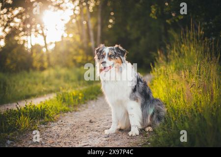 Blue merle Australian Shepherd (Australien) Stockfoto