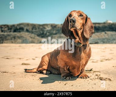 Niedlicher Standard-Dackelhund mit sandiger Nase am Strand in der Sonne im Urlaub im Sommer, blauer Himmel und Sonne, Cornwall, Großbritannien Stockfoto