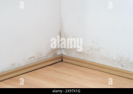 Schimmel an einer Wand über dem Laminatboden, schwarzer und grüner Pilz an der weißen Wand Stockfoto