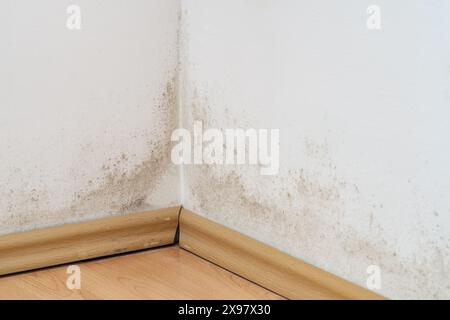 Schimmel an einer Wand über dem Laminatboden, schwarzer und grüner Pilz an der weißen Wand Stockfoto