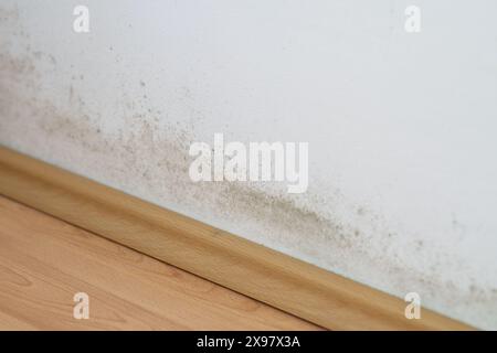 Schimmel an einer Wand über dem Laminatboden, schwarzer und grüner Pilz an der weißen Wand Stockfoto