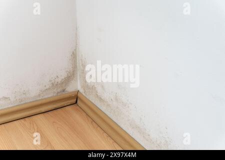 Schimmel an einer Wand über dem Laminatboden, schwarzer und grüner Pilz an der weißen Wand Stockfoto