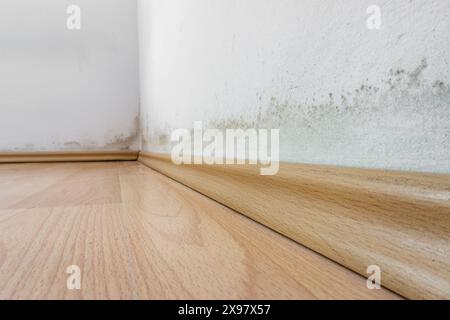 Schimmel an einer Wand über dem Laminatboden, schwarzer und grüner Pilz an der weißen Wand Stockfoto