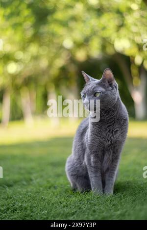 Russische blaue Katze sitzt im Garten an sonnigen Sommertagen Stockfoto
