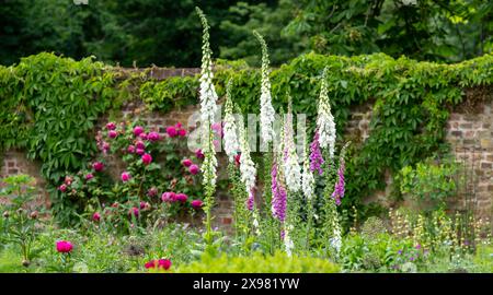 Foxhandschuhe wachsen im Mai in den Eastcote House Gardens, einem historischen ummauerten Garten in London, Großbritannien. Der Garten ist in einem naturalistischen Stil angelegt. Stockfoto