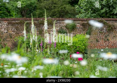 Foxhandschuhe wachsen im Mai in den Eastcote House Gardens, einem historischen ummauerten Garten in London, Großbritannien. Der Garten ist in einem naturalistischen Stil angelegt. Stockfoto