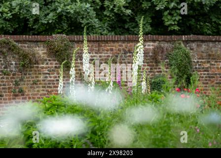 Foxhandschuhe wachsen im Mai in den Eastcote House Gardens, einem historischen ummauerten Garten in London, Großbritannien. Der Garten ist in einem naturalistischen Stil angelegt. Stockfoto