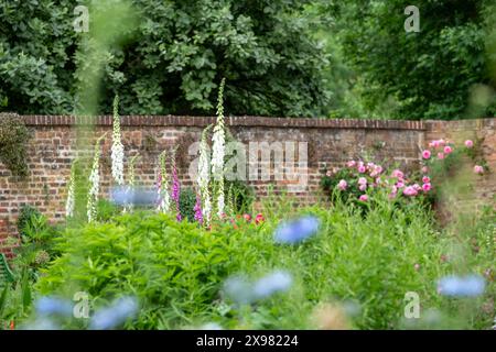 Foxhandschuhe wachsen im Mai in den Eastcote House Gardens, einem historischen ummauerten Garten in London, Großbritannien. Der Garten ist in einem naturalistischen Stil angelegt. Stockfoto