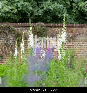 Foxhandschuhe wachsen im Mai in den Eastcote House Gardens, einem historischen ummauerten Garten in London, Großbritannien. Der Garten ist in einem naturalistischen Stil angelegt. Stockfoto