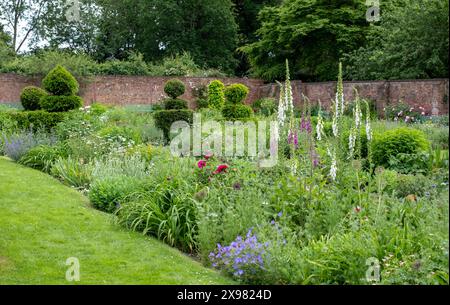 Foxhandschuhe wachsen im Mai in den Eastcote House Gardens, einem historischen ummauerten Garten in London, Großbritannien. Der Garten ist in einem naturalistischen Stil angelegt. Stockfoto