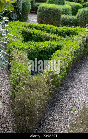 Teilweise infizierte Kastenhecke mit verfärbten Blättern, fotografiert in Großbritannien. Ostasiatische Kastenhecke raupe greift Hecken an und hinterlässt tote Blätter. Stockfoto