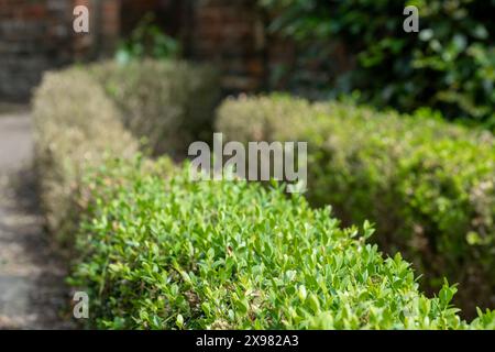 Teilweise infizierte Kastenhecke mit verfärbten Blättern, fotografiert in Großbritannien. Ostasiatische Kastenhecke raupe greift Hecken an und hinterlässt tote Blätter. Stockfoto