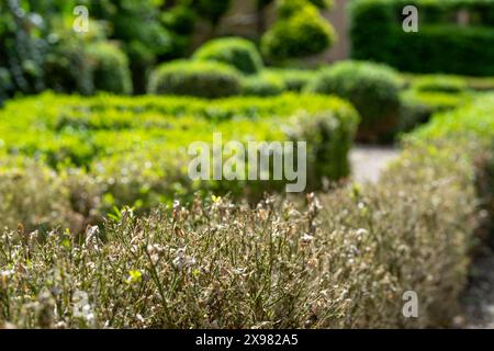 Teilweise infizierte Kastenhecke mit verfärbten Blättern, fotografiert in Großbritannien. Ostasiatische Kastenhecke raupe greift Hecken an und hinterlässt tote Blätter. Stockfoto