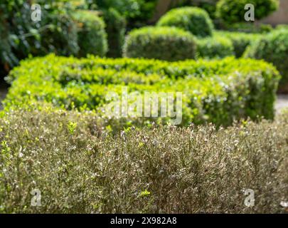 Teilweise infizierte Kastenhecke mit verfärbten Blättern, fotografiert in Großbritannien. Ostasiatische Kastenhecke raupe greift Hecken an und hinterlässt tote Blätter. Stockfoto