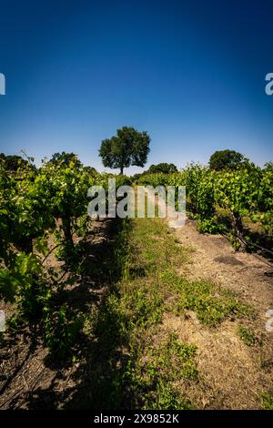 Unter einem riesigen blauen Himmel erstrecken sich endlose Reihen von Weinreben zum Horizont hin und genießen die Wärme der sanften Umarmung der Sonne. Eine Szene der Gelassenheit. Stockfoto