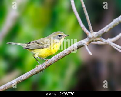 Prairie Warbler stand auf einem Ast Stockfoto