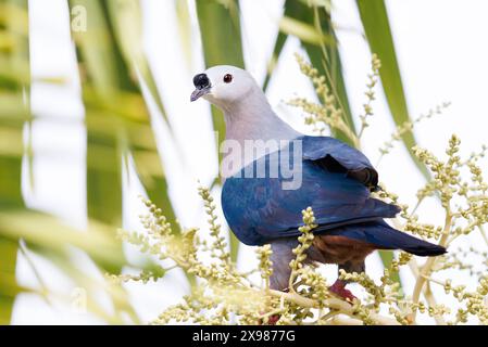 Pacific Imperial Pigeon auf einem Baum Stockfoto