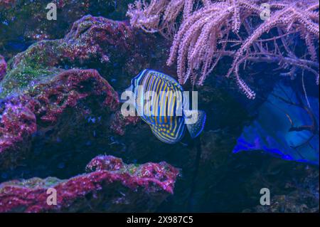 Farbenfrohe Engel schwimmen anmutig in einem lebendigen Korallenriff. Stockfoto