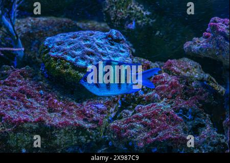 Farbenfrohe Engel schwimmen anmutig in einem lebendigen Korallenriff. Stockfoto
