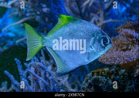 Farbenfrohe Engel schwimmen anmutig in einem lebendigen Korallenriff. Stockfoto