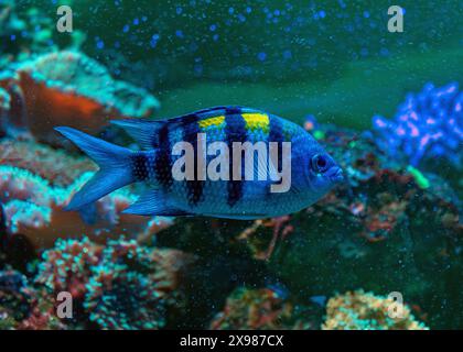 Farbenfrohe Engel schwimmen anmutig in einem lebendigen Korallenriff. Stockfoto