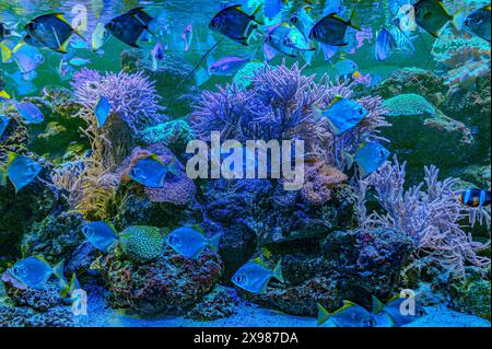 Farbenfrohe Engel schwimmen anmutig in einem lebendigen Korallenriff. Stockfoto