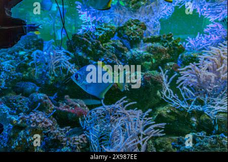 Farbenfrohe Engel schwimmen anmutig in einem lebendigen Korallenriff. Stockfoto
