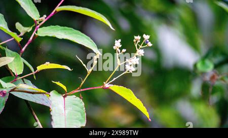 Persicaria chinensis (Polygonum chinense, kriechender Knorpel, chinesischer Knorpel). Wurde als traditionelle chinesische Medizin zur Behandlung von Geschwüren angewendet Stockfoto