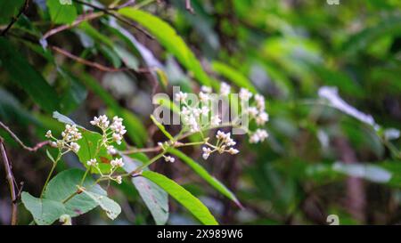 Persicaria chinensis (Polygonum chinense, kriechender Knorpel, chinesischer Knorpel). Wurde als traditionelle chinesische Medizin zur Behandlung von Geschwüren angewendet Stockfoto