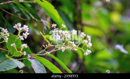 Persicaria chinensis (Polygonum chinense, kriechender Knorpel, chinesischer Knorpel). Wurde als traditionelle chinesische Medizin zur Behandlung von Geschwüren angewendet Stockfoto